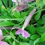 Silene schafta Flower