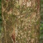 Manilkara bidentata Corteza