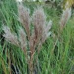 Andropogon bicornis Fruit