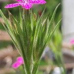 Dianthus armeriaКвітка