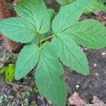 Aegopodium podagraria Leaf