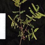 Indigofera cylindracea अन्य