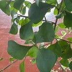 Ficus natalensisपत्ता