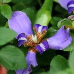 Trimezia coerulea Flower