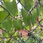 Dioscorea mexicana Leaf