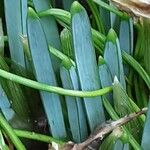 Iris reticulata Leaf