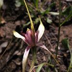 Caladenia denticulata Flower
