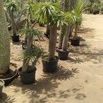 Pachypodium lamerei Fuelha