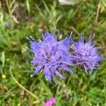 Jasione montanaFlower