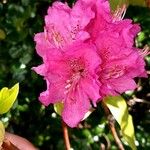 Rhododendron ferrugineumFlor