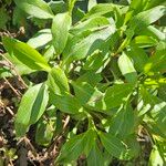 Valeriana lecoqiiBlad