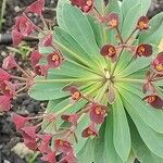 Euphorbia atropurpurea Cvet