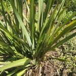 Phormium tenaxLeaf