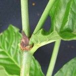 Psychotria horizontalis പുറംതൊലി