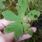 Petasites frigidus 葉