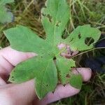 Petasites frigidus Blad