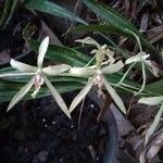 Epidendrum nocturnum Blomst