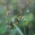 Carex tomentosa Leaf