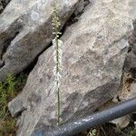 Anarrhinum laxiflorum Fula