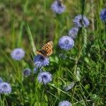 Globularia bisnagarica Habitus