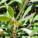 Laurus novocanariensis Лист