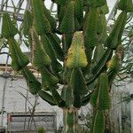 Euphorbia cooperi Hábitos