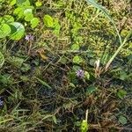 Pontederia diversifolia Habitat