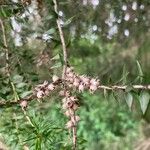 Melaleuca styphelioides ഫലം