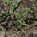 Genista scorpius Leaf