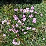 Dianthus microlepis Bloem