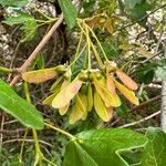 Acer monspessulanum Fruit