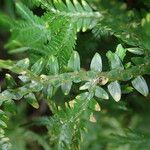 Selaginella versicolor Blatt