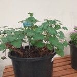 Pelargonium mossambicense Habit