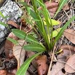 Lobelia paludosa