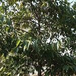 Alnus japonica অভ্যাস