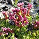 Sempervivum montanum花