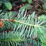 Picea asperata Feuille