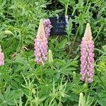 Lupinus × regalis Λουλούδι