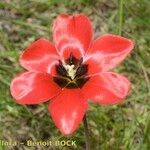Tulipa planifolia 花