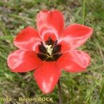 Tulipa planifolia Maua