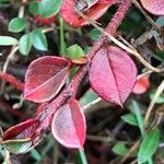 Cotoneaster horizontalis Levél