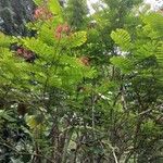 Caesalpinia pulcherrima অভ্যাস