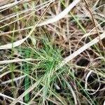 Agrostis canina ഇല