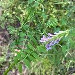 Vicia ludoviciana Flor