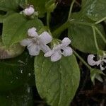 Omphalodes verna Flower