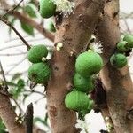 Plinia cauliflora Fruto