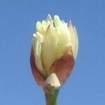 Juncus triglumis Květ