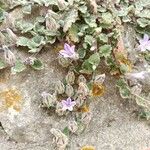 Campanula topaliana Flower