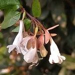 Abelia grandifolia