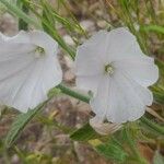 Convolvulus cephalopodus Flower